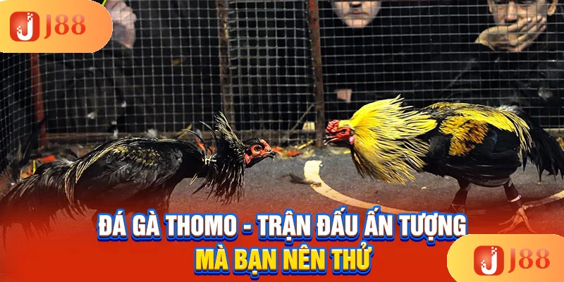da-ga-thomo-tran-dau-an-tuong-ma-ban-nen-thu