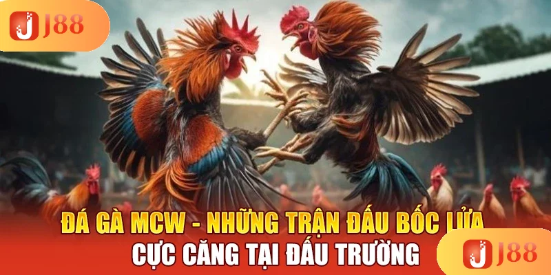 da-ga-mcw-nhung-tran-dau-boc-lua-cuc-cang-tai-dau-truong