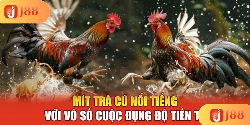 mit-tra-cu-noi-tieng-voi-vo-so-cuoc-dung-do-tien-ty mit-tra-cu-noi-tieng-voi-vo-so-cuoc-dung-do-tien-ty