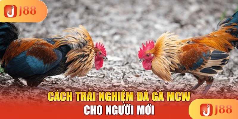 cach-trai-nghiem-da-ga-mcw-cho-nguoi-moi cach-trai-nghiem-da-ga-mcw-cho-nguoi-moi