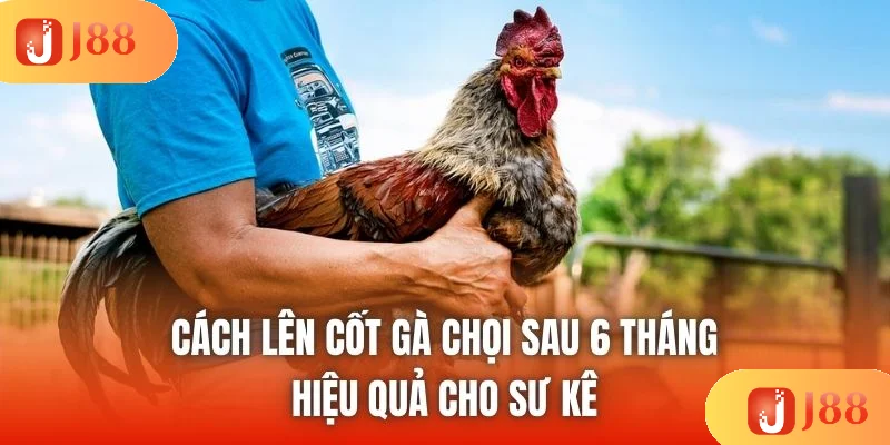 Cách Lên Cốt Gà Chọi Sau 6 Tháng Hiệu Quả Cho Sư Kê