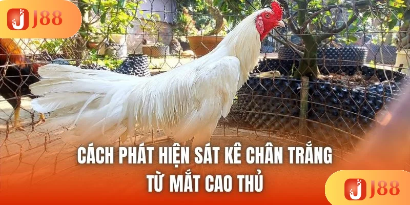 Cách phát hiện sát kê chân trắng từ mắt cao thủ