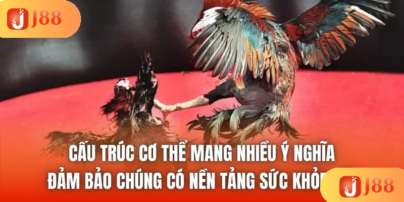 Cấu trúc cơ thể mang nhiều ý nghĩa, đảm bảo chúng có nền tảng sức khỏe tốt Cấu trúc cơ thể mang nhiều ý nghĩa, đảm bảo chúng có nền tảng sức khỏe tốt
