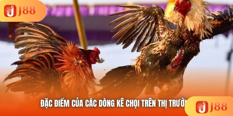 Đặc điểm của các dòng kê chọi trên thị trường Đặc điểm của các dòng kê chọi trên thị trường