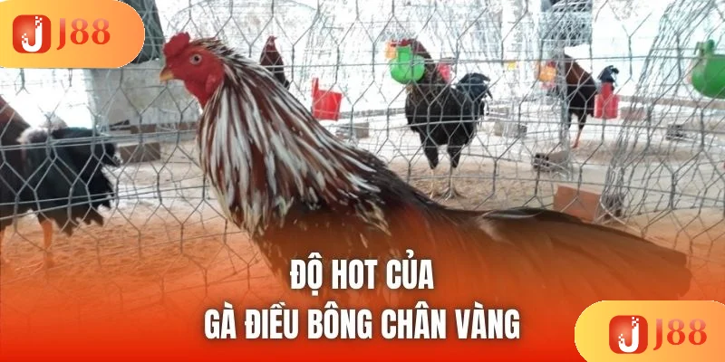 Độ hot của gà điều bông chân vàng Độ hot của gà điều bông chân vàng