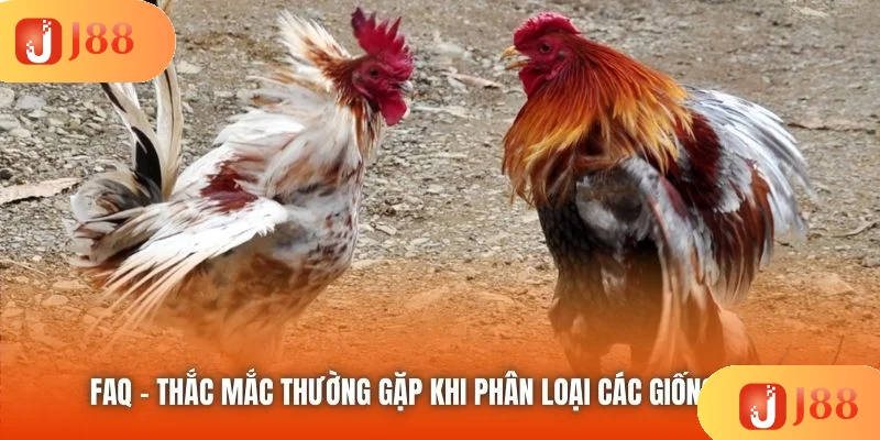 FAQ - Thắc mắc thường gặp khi phân loại các giống gà đá FAQ - Thắc mắc thường gặp khi phân loại các giống gà đá