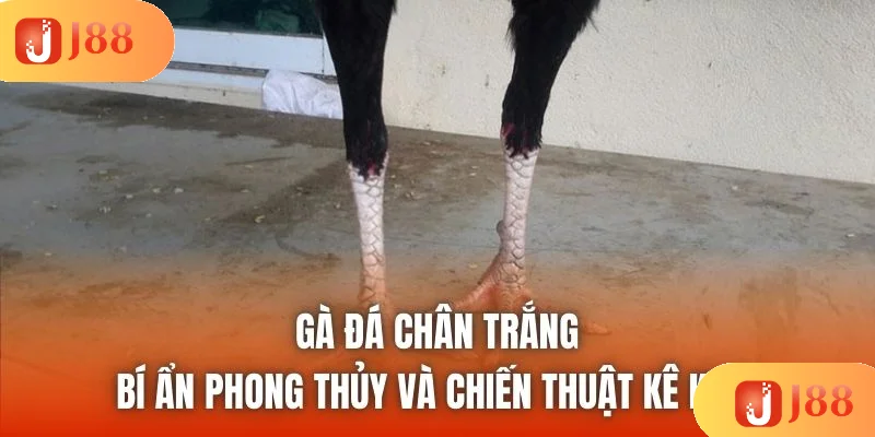 Gà đá chân trắng - Bí ẩn phong thủy và chiến thuật kê kinh