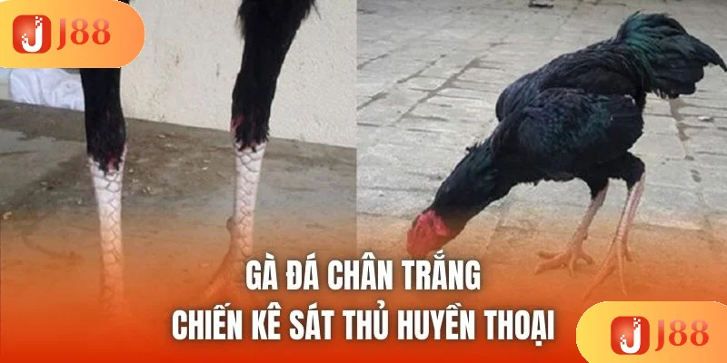 Gà Đá Chân Trắng - Chiến Kê Sát Thủ Huyền Thoại