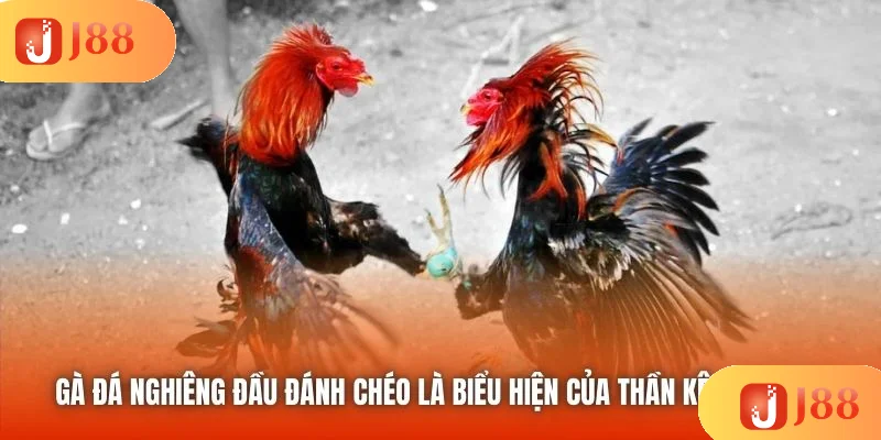 Gà đá nghiêng đầu đánh chéo là biểu hiện của thần kê thực thụ Gà đá nghiêng đầu đánh chéo là biểu hiện của thần kê thực thụ