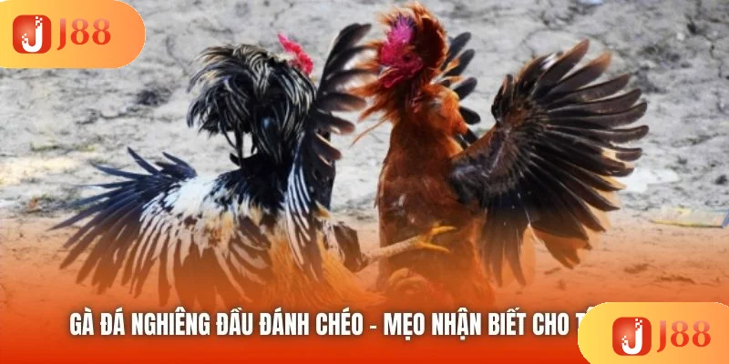 Gà Đá Nghiêng Đầu Đánh Chéo - Mẹo Nhận Biết Cho Tân Binh