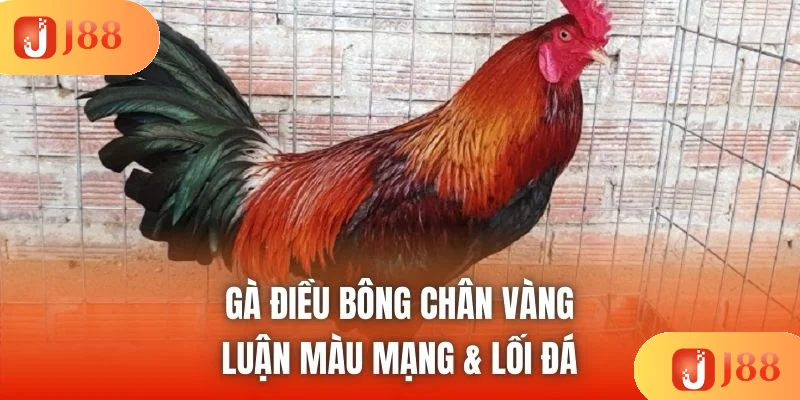 Gà Điều Bông Chân Vàng - Luận Màu Mạng & Lối Đá