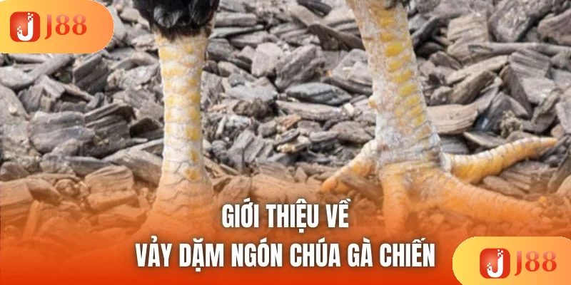 Giới thiệu về vảy dặm ngón chúa gà chiến