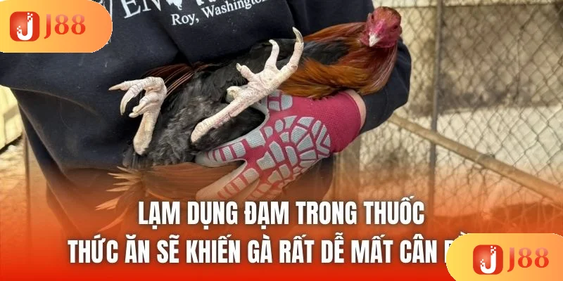 Lạm dụng đạm trong thuốc, thức ăn sẽ khiến gà rất dễ mất cân bằng Lạm dụng đạm trong thuốc, thức ăn sẽ khiến gà rất dễ mất cân bằng
