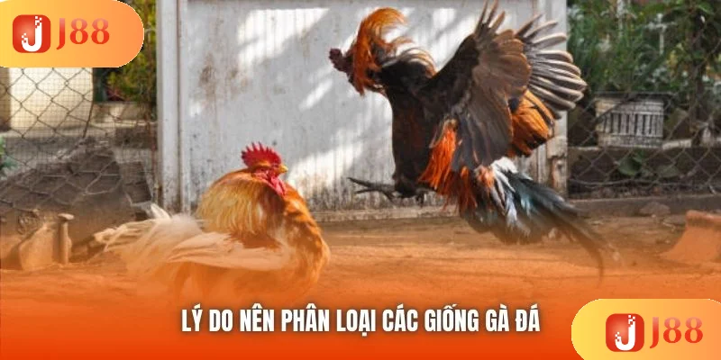 Lý do nên phân loại các giống gà đá Lý do nên phân loại các giống gà đá