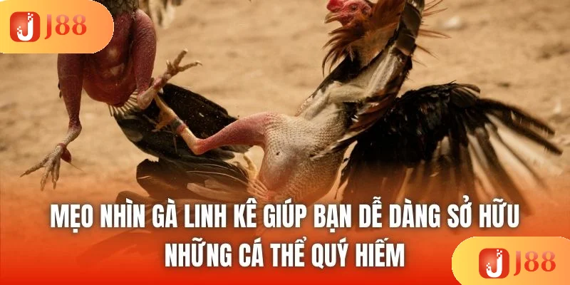Mẹo nhìn gà linh kê giúp bạn dễ dàng sở hữu những cá thể quý hiếm Mẹo nhìn gà linh kê giúp bạn dễ dàng sở hữu những cá thể quý hiếm