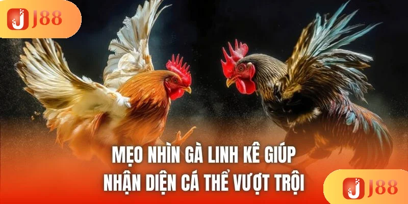 Mẹo Nhìn Gà Linh Kê Giúp Nhận Diện Cá Thể Vượt Trội