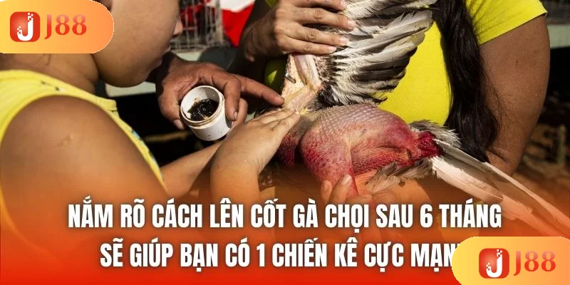 Nắm rõ cách lên cốt gà chọi sau 6 tháng sẽ giúp bạn có 1 chiến kê cực mạnh Nắm rõ cách lên cốt gà chọi sau 6 tháng sẽ giúp bạn có 1 chiến kê cực mạnh