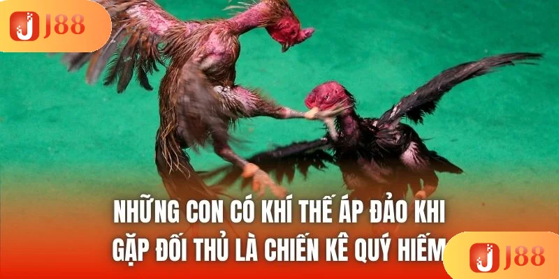 Những con có khí thế áp đảo khi gặp đối thủ là chiến kê quý hiếm Những con có khí thế áp đảo khi gặp đối thủ là chiến kê quý hiếm