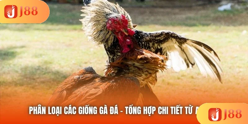 Phân Loại Các Giống Gà Đá - Tổng Hợp Chi Tiết Từ A Đến Z