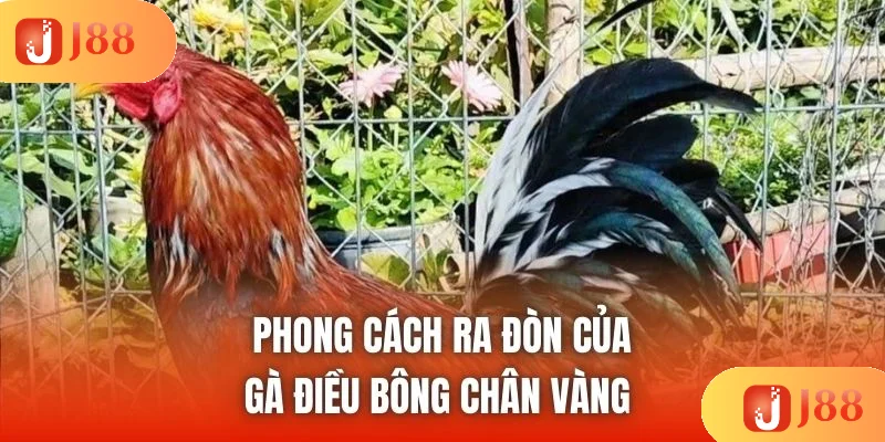 Phong cách ra đòn của gà điều bông chân vàng Phong cách ra đòn của gà điều bông chân vàng