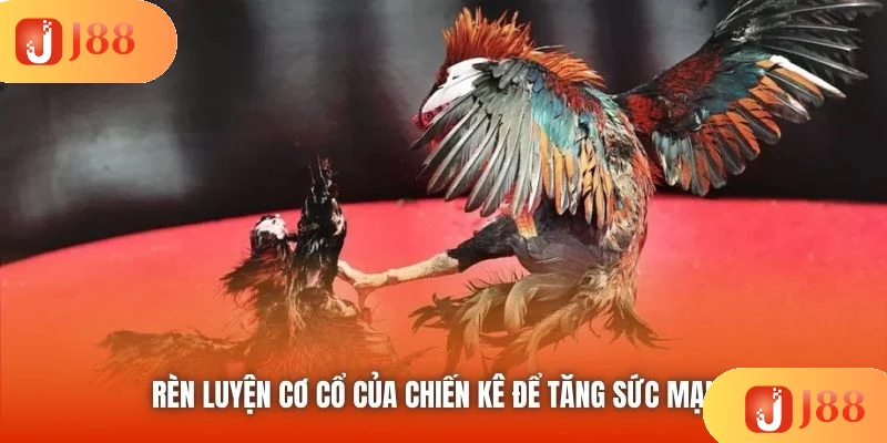 Rèn luyện cơ cổ của chiến kê để tăng sức mạnh Rèn luyện cơ cổ của chiến kê để tăng sức mạnh