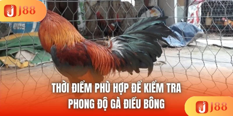 Thời điểm phù hợp để kiểm tra phong độ gà điều bông Thời điểm phù hợp để kiểm tra phong độ gà điều bông