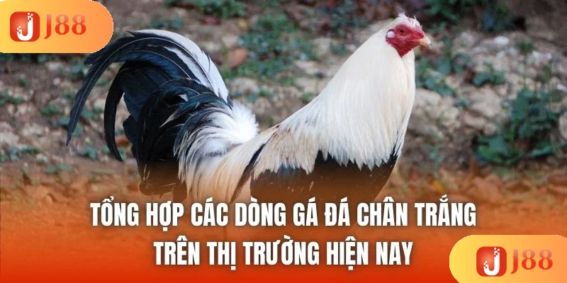 Tổng hợp các dòng gá đá chân trắng trên thị trường hiện nay